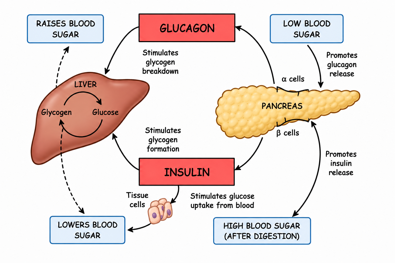 Fig 10.4: The role of pancreatic hormones (insulin and glucagon) in regulating blood sugar (glucose) level.